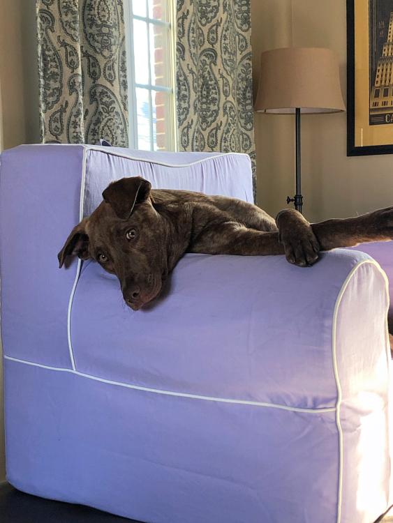 Dog laying on purple chair