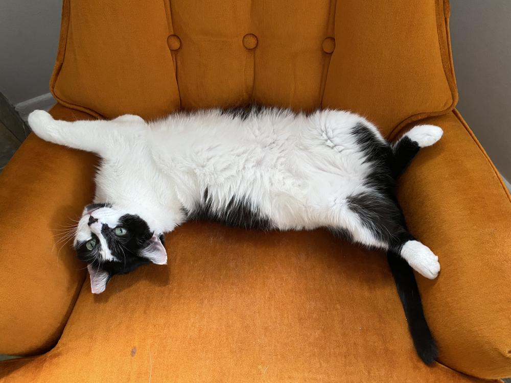 cat sleeping on yellow chair