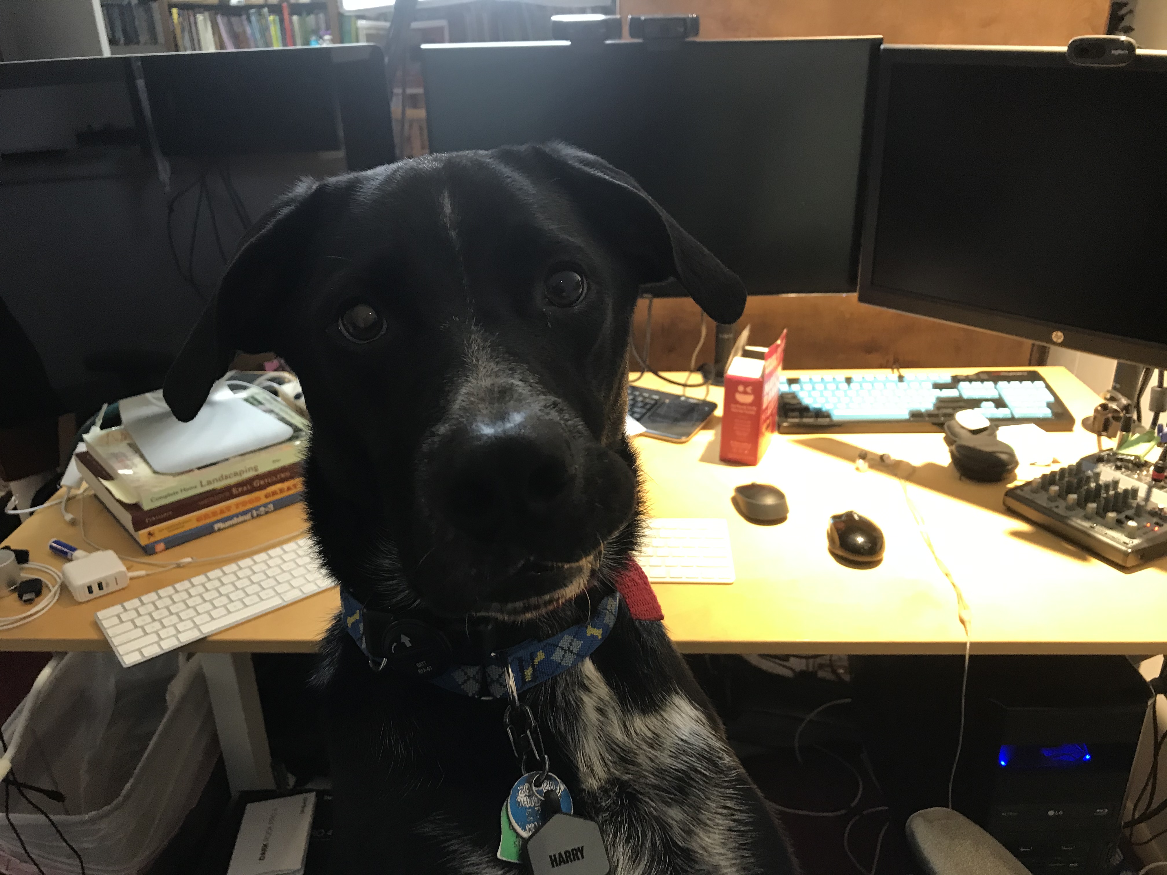 Dog at computer setup