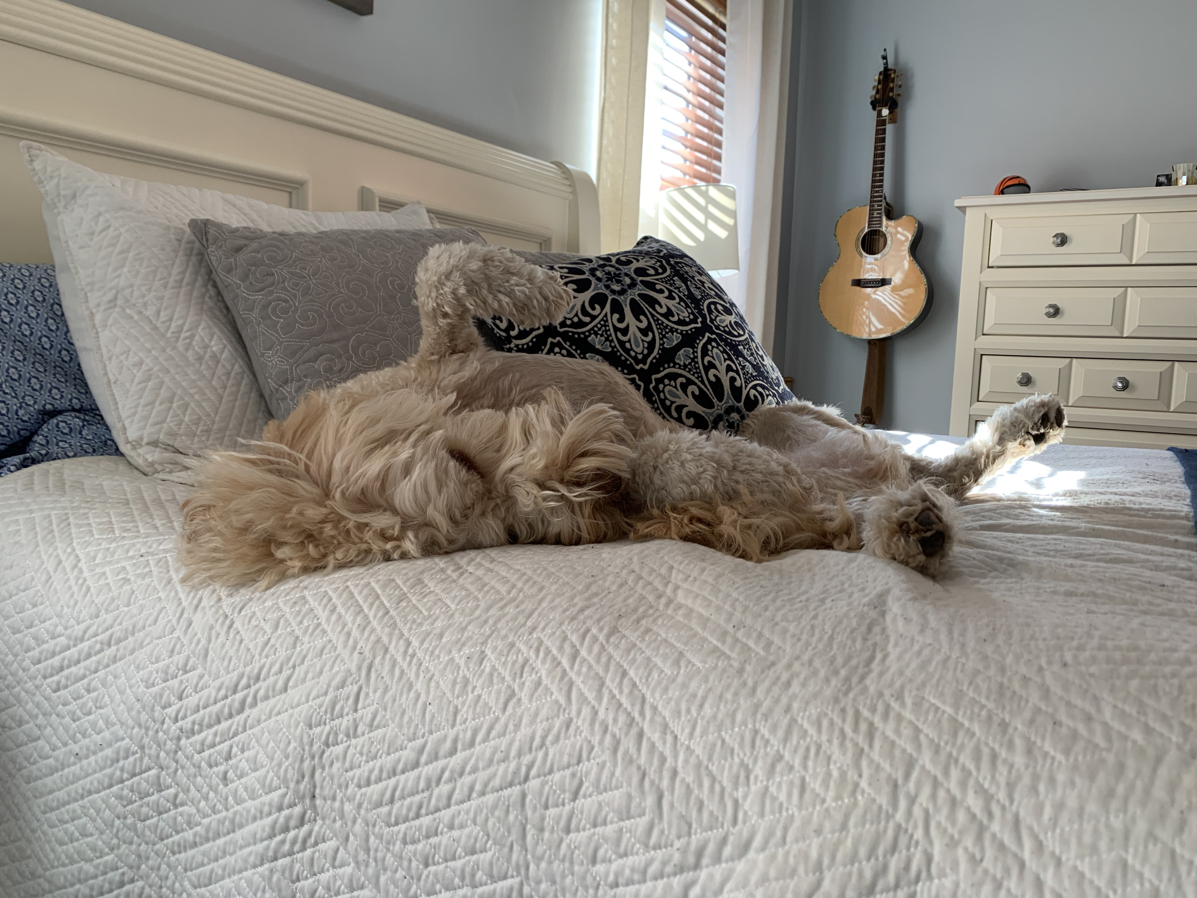 Goldendoodle snoozing