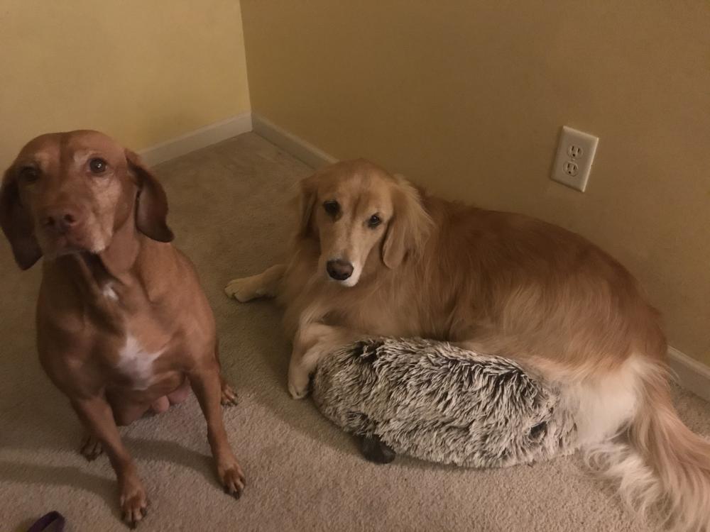 A vizla and a golden retriever