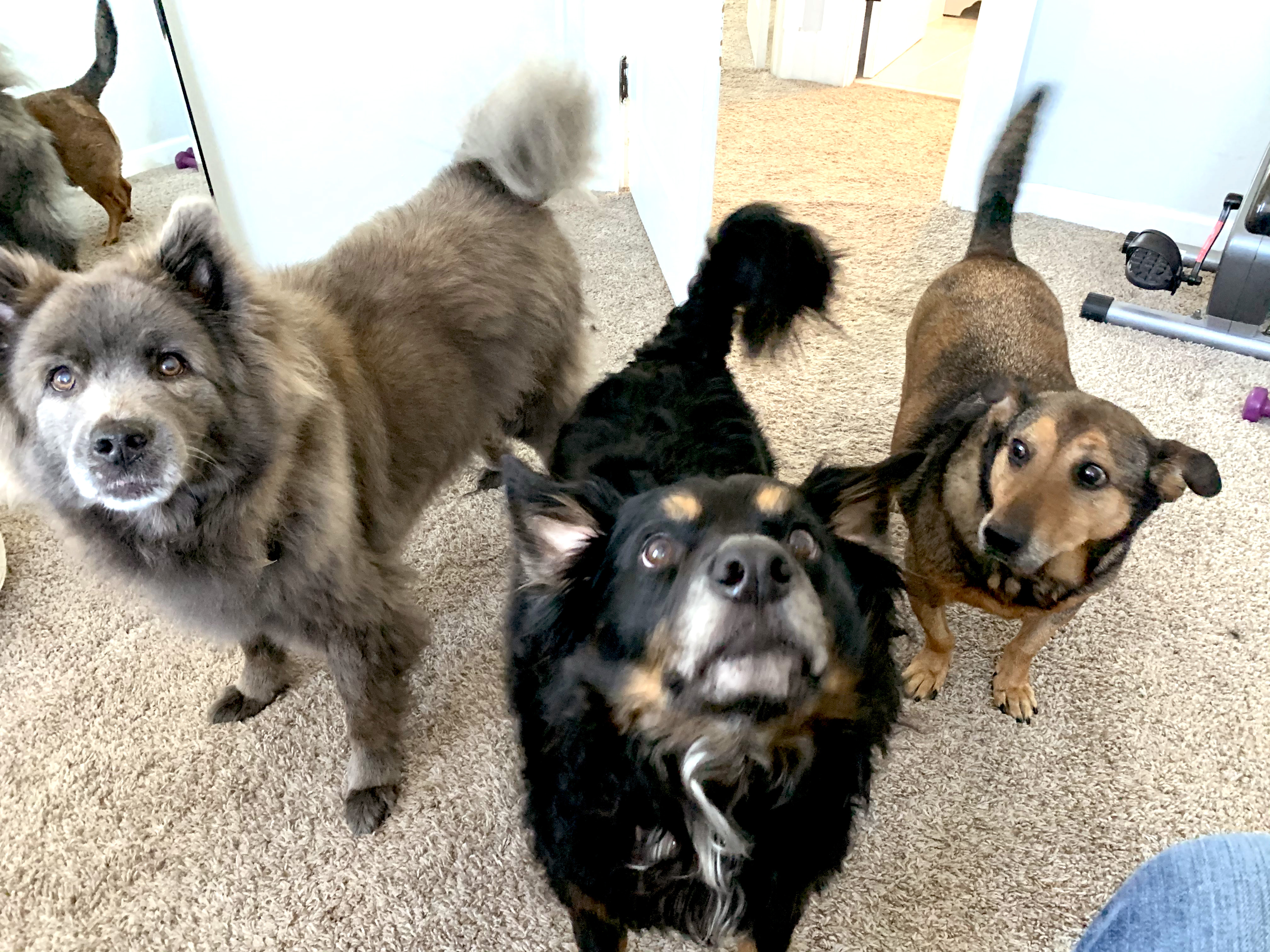 Three dogs in home office